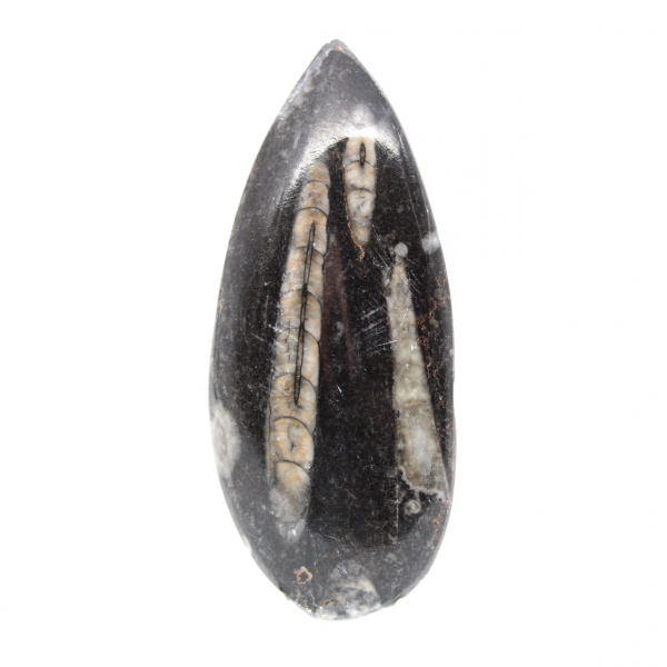 Fossil Orthoceras from Morocco
