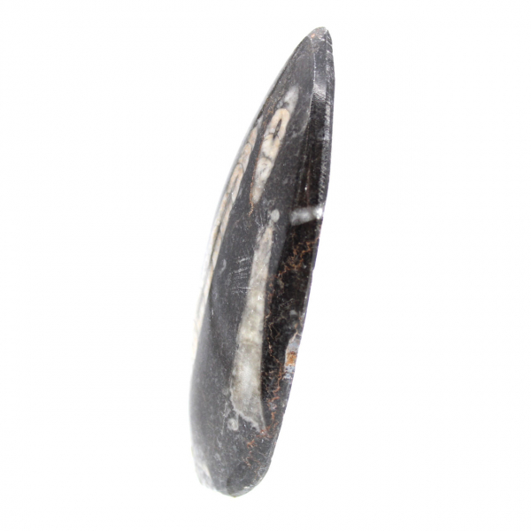Fossil Orthoceras from Morocco