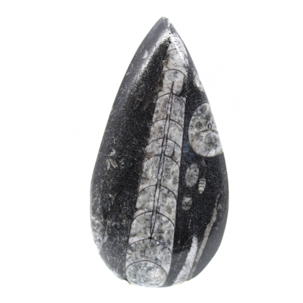 Fossil Orthoceras