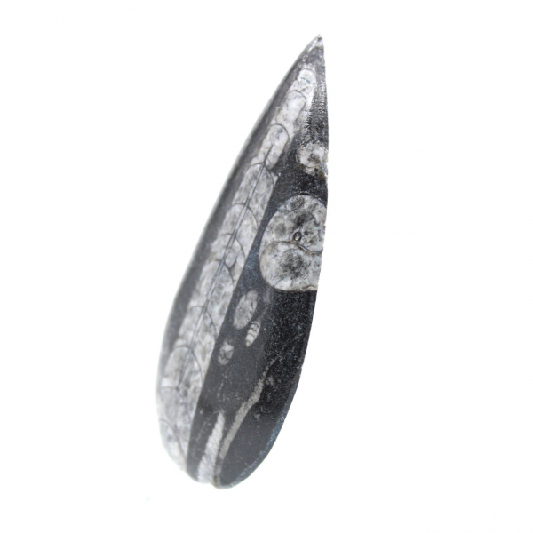 Fossil Orthoceras