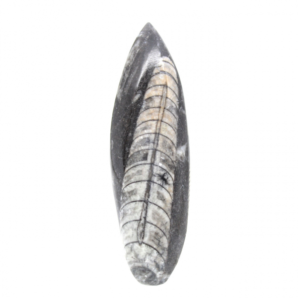 Fossil Orthoceras from Morocco
