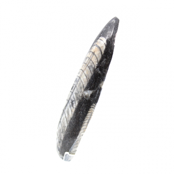 Fossil Orthoceras from Morocco