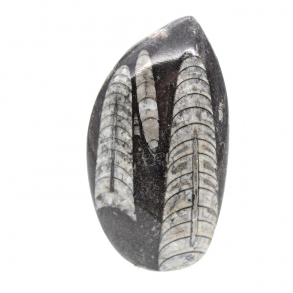Fossil Orthoceras