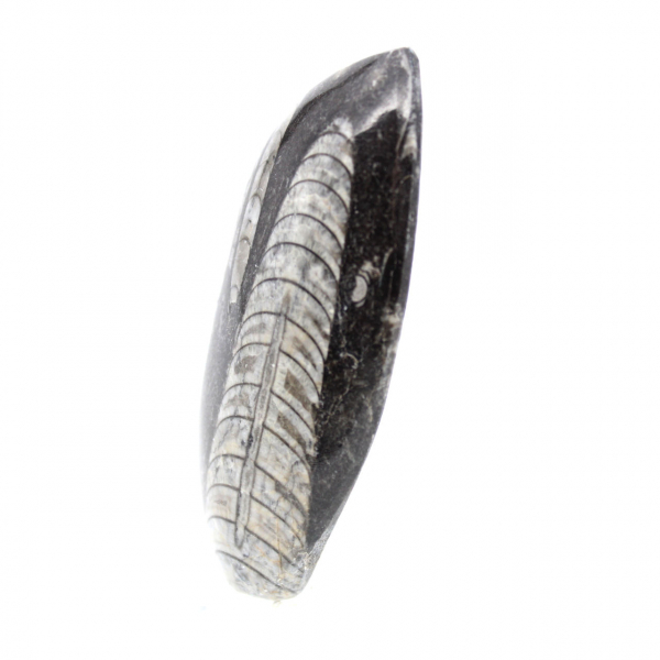 Fossil Orthoceras