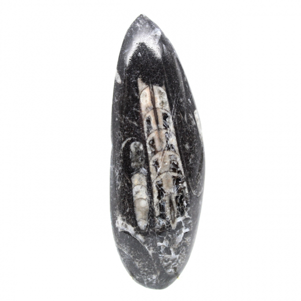 Fossil Orthoceras