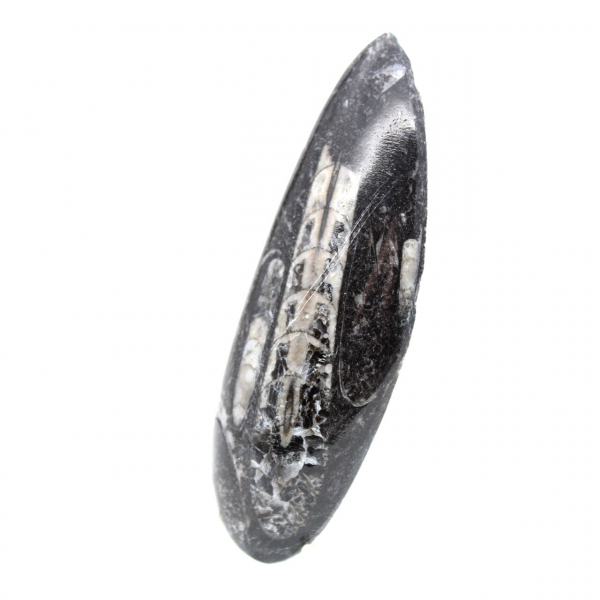 Fossil Orthoceras