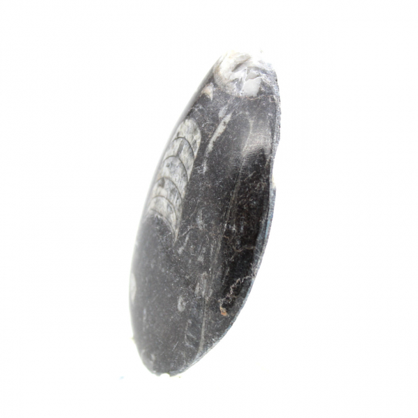 Fossil Orthoceras from Morocco