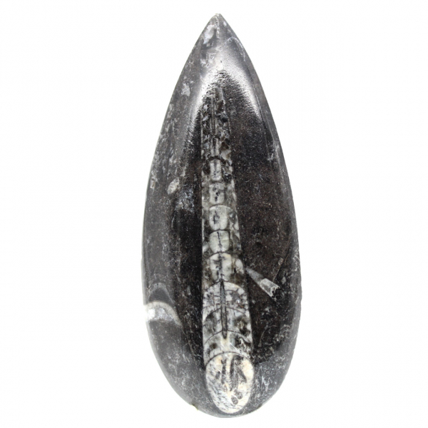 Fossil Orthoceras