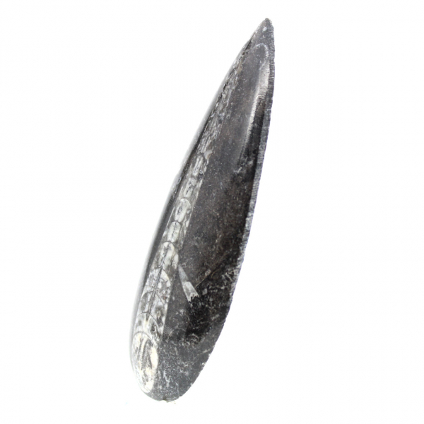 Fossil Orthoceras