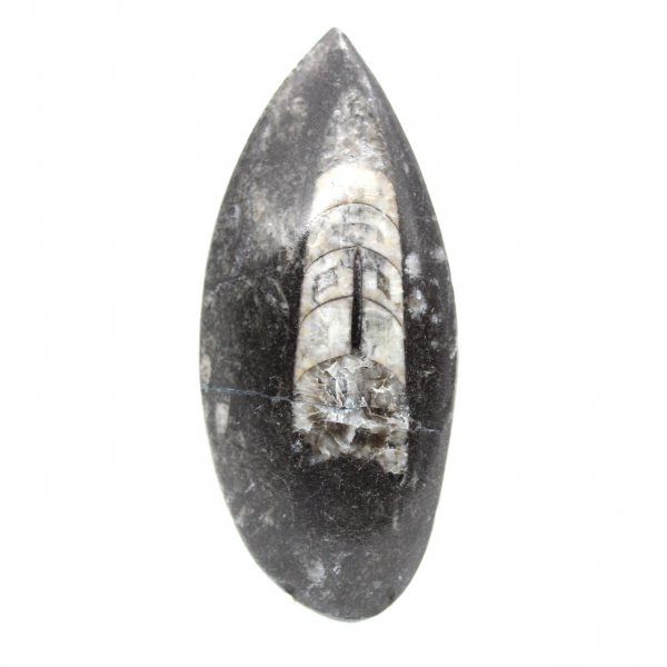 Fossil Orthoceras from Morocco