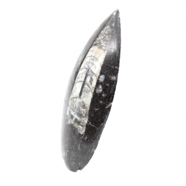 Fossil Orthoceras from Morocco