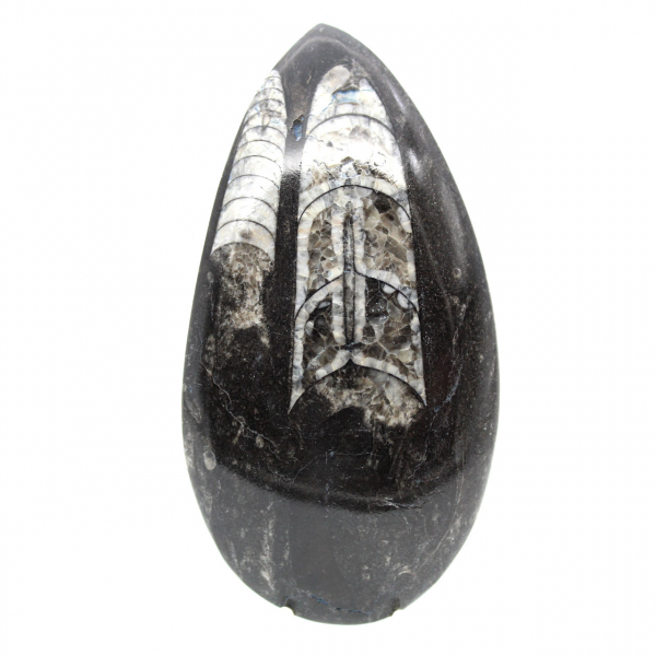 Fossil Orthoceras