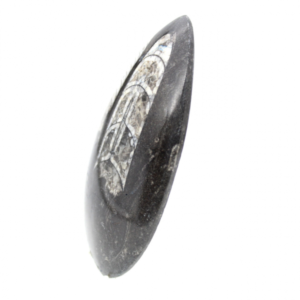 Fossil Orthoceras