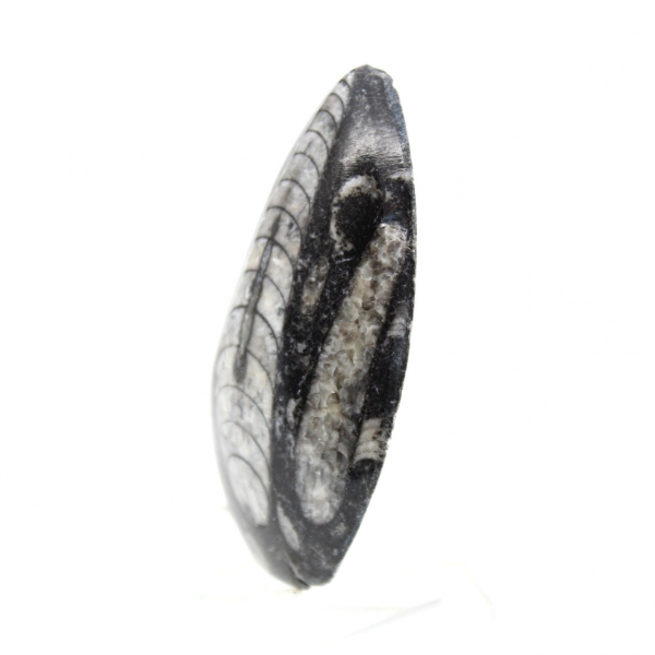 Fossil Orthoceras from Morocco