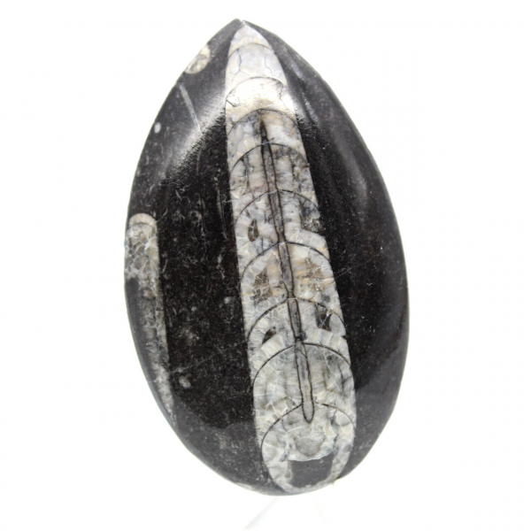 Fossil Orthoceras