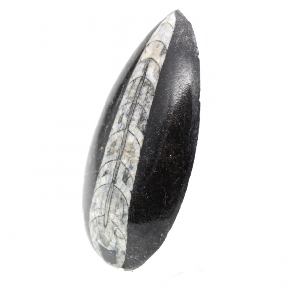 Fossil Orthoceras