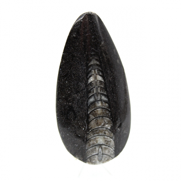 Fossil Orthoceras from Morocco