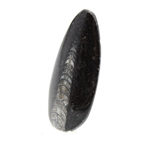 Fossil Orthoceras from Morocco