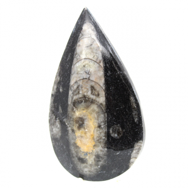 Fossil Orthoceras
