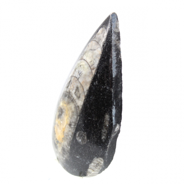 Fossil Orthoceras