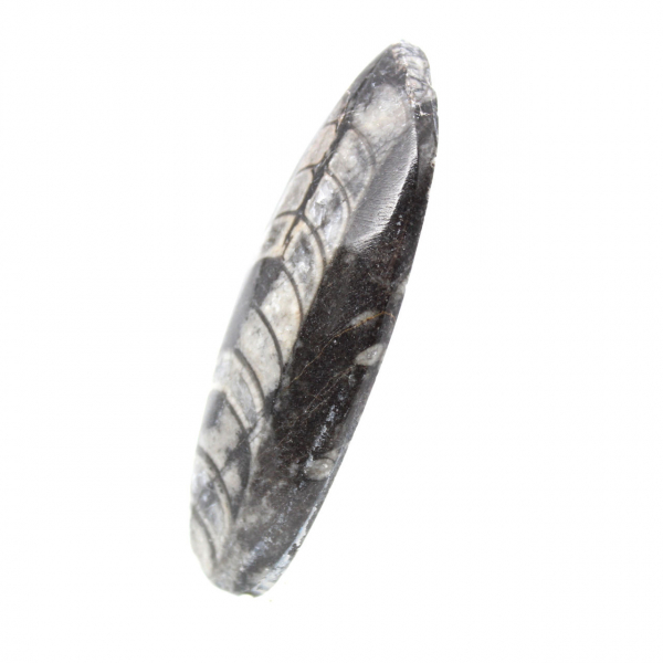 Fossil Orthoceras