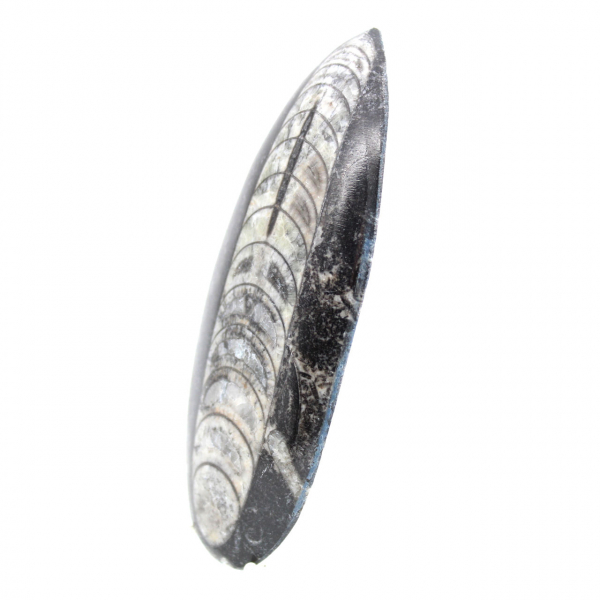Fossil Orthoceras from Morocco