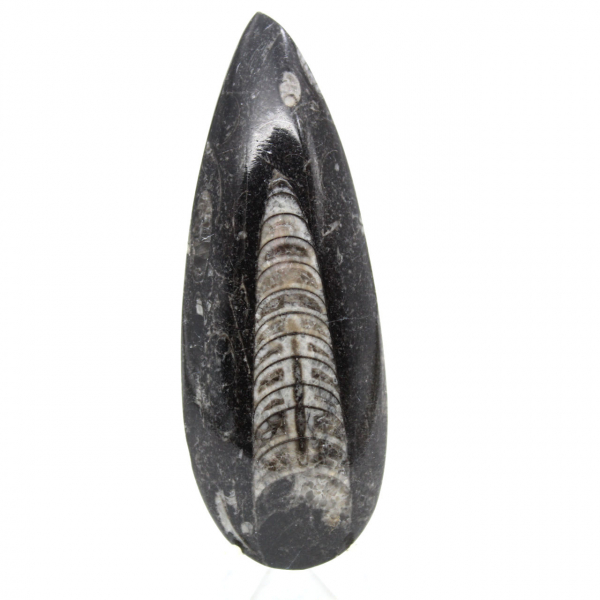 Fossil Orthoceras from Morocco