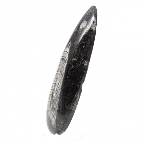 Fossil Orthoceras from Morocco