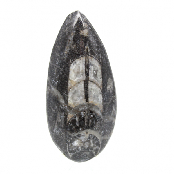 Fossil Orthoceras