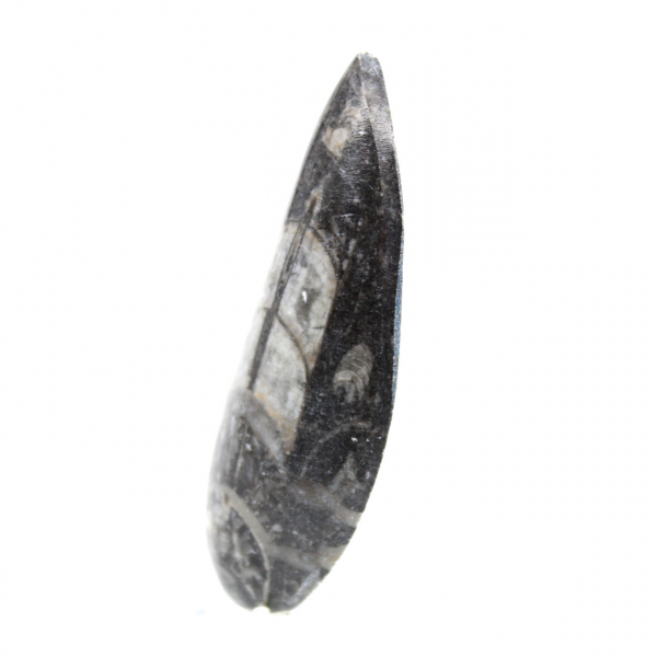 Fossil Orthoceras
