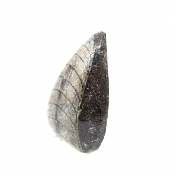 Fossil Orthoceras from Morocco