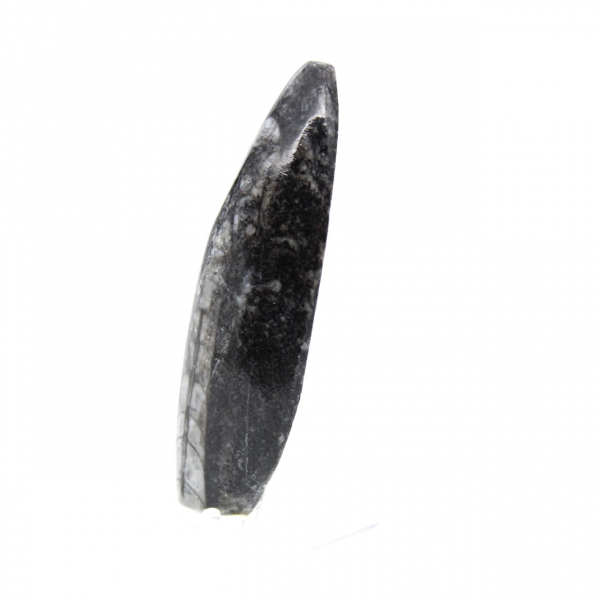 Fossil Orthoceras