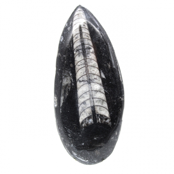 Fossil Orthoceras from Morocco