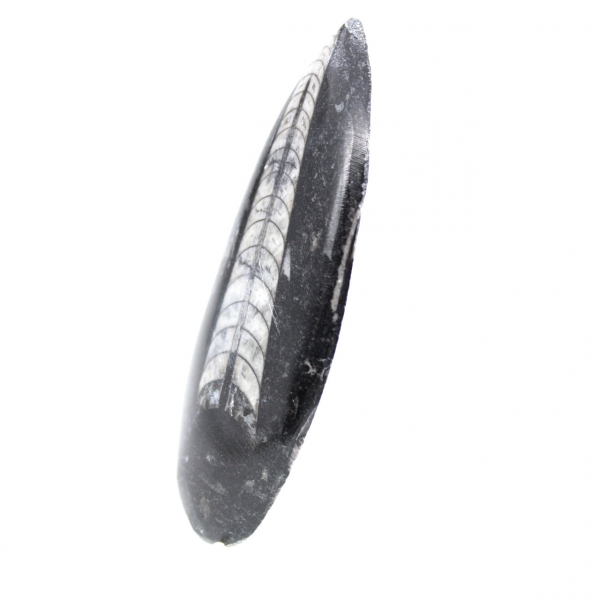 Fossil Orthoceras from Morocco