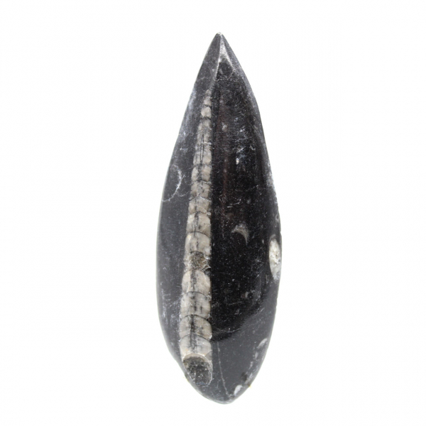 Fossil Orthoceras