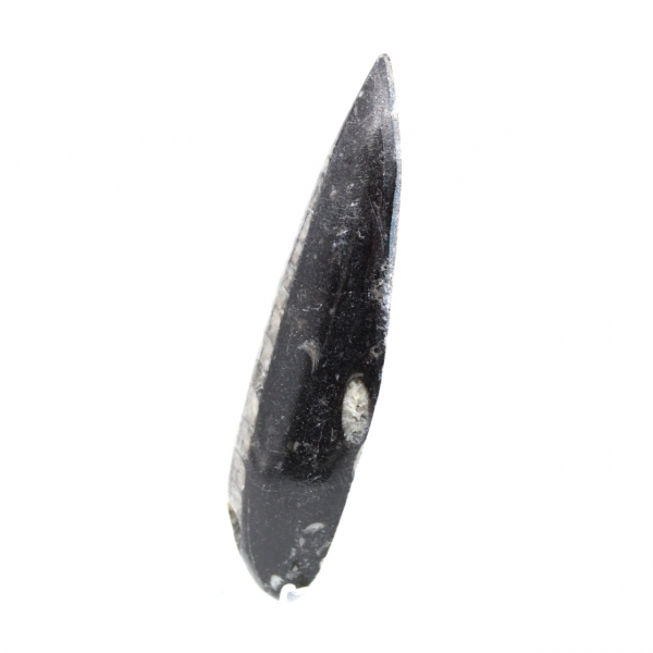 Fossil Orthoceras