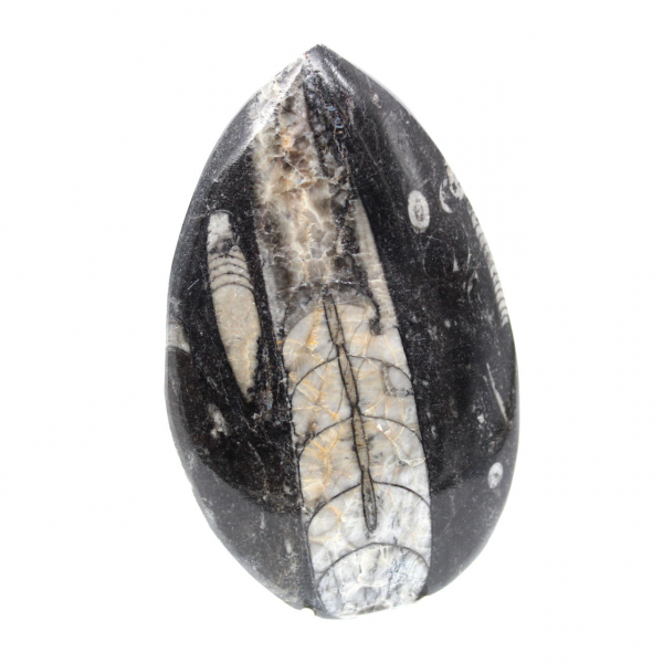 Fossil Orthoceras from Morocco
