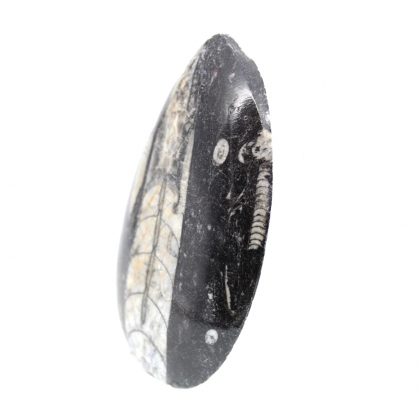 Fossil Orthoceras from Morocco