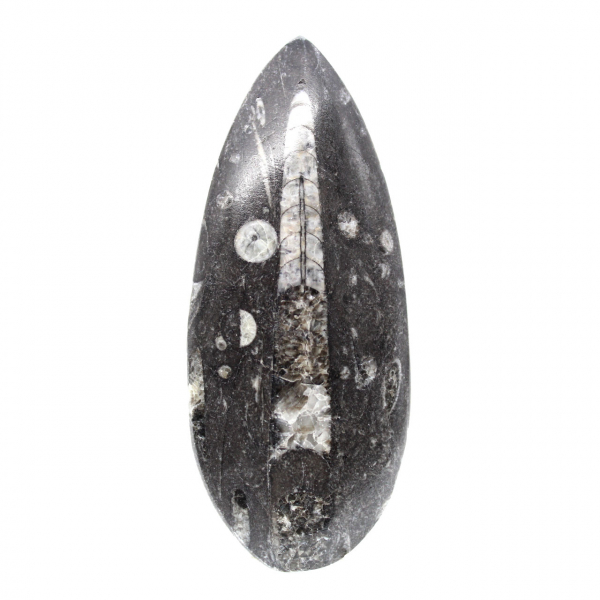 Fossil Orthoceras
