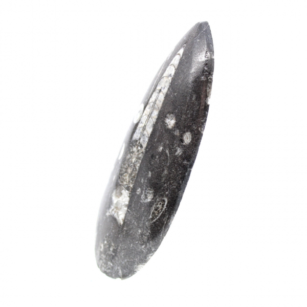 Fossil Orthoceras