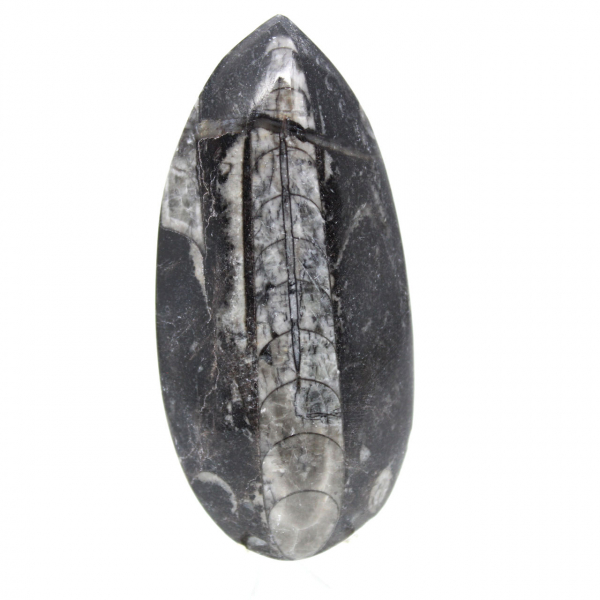 Fossil Orthoceras from Morocco