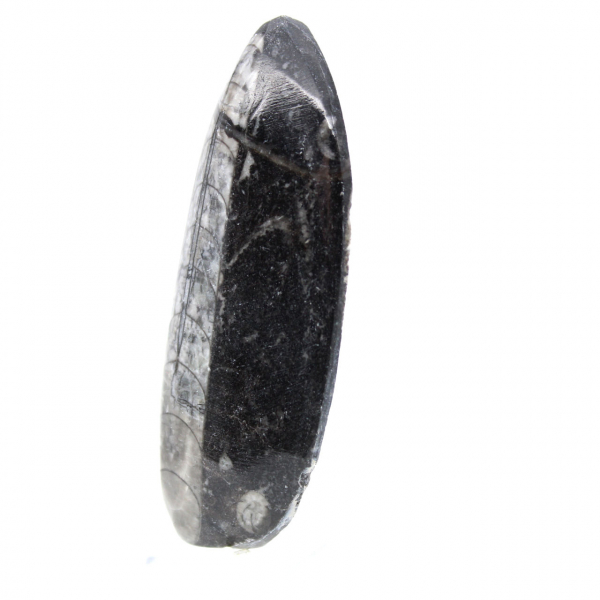 Fossil Orthoceras from Morocco