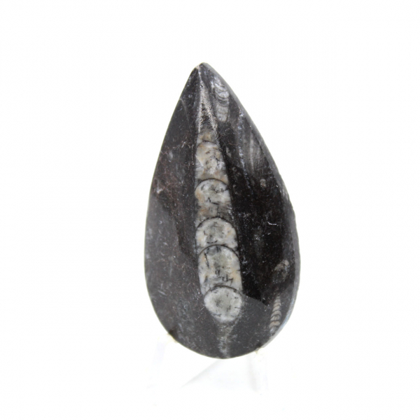 Fossil Orthoceras