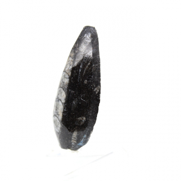 Fossil Orthoceras