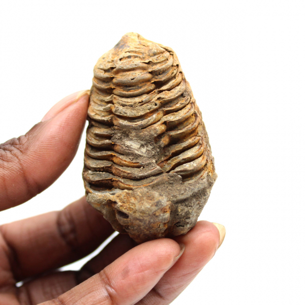 Fossil trilobite