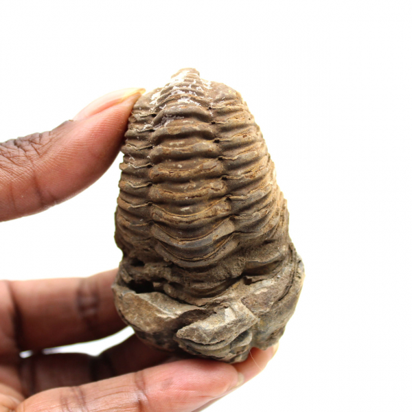 Fossil trilobite
