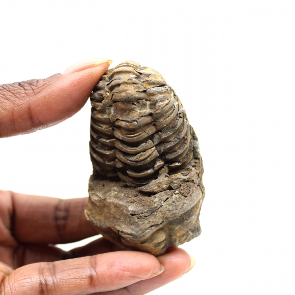 Fossil trilobite