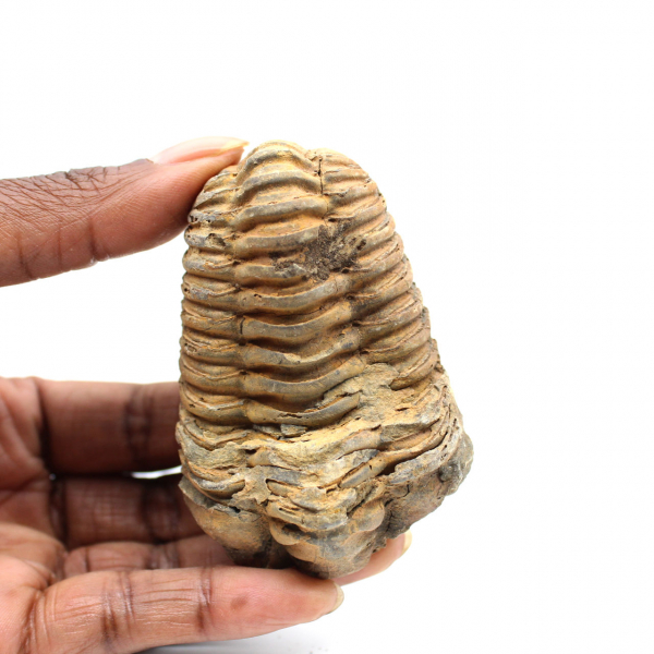Fossil trilobite