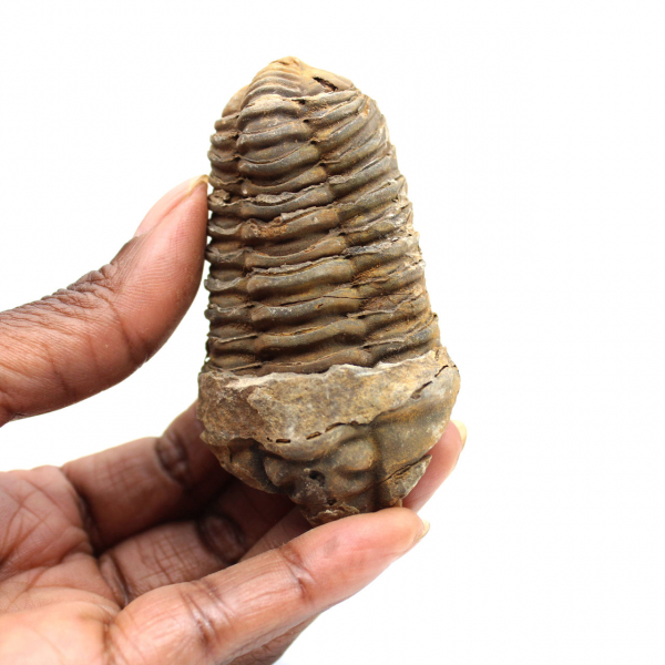 Fossil trilobite