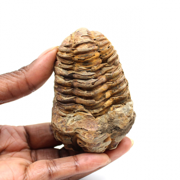 Fossil trilobite